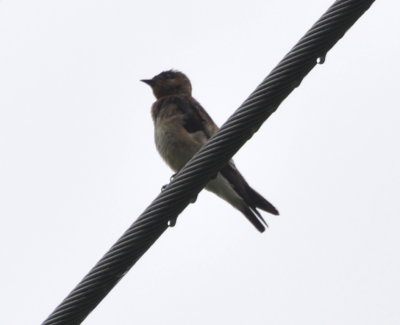 Swallow