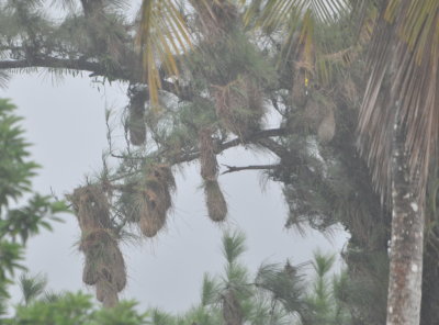 Cacique nests