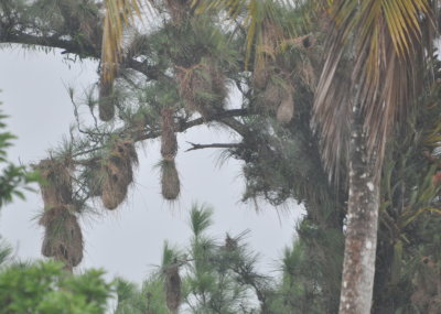 Cacique nests
