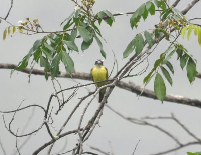 Boat-billed Flycatcher