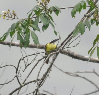 Boat-billed Flycatcher