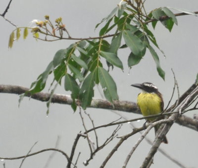 Boat-billed Flycatcher