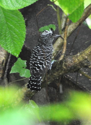 DSC_0303b.JPG