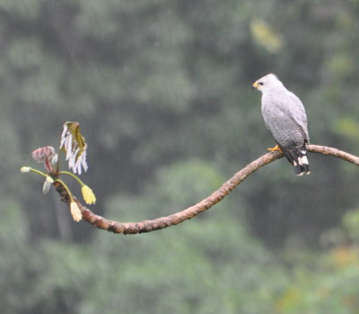 Gray-lined Hawk