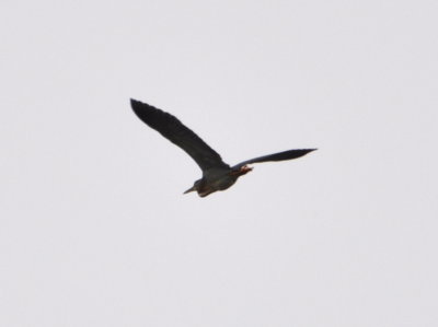 Striated Heron