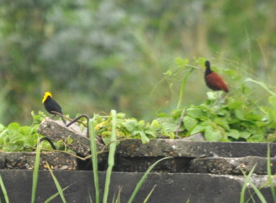 Yellow-headed Blackbird and Jacana