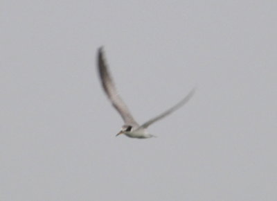 Large-billed Tern