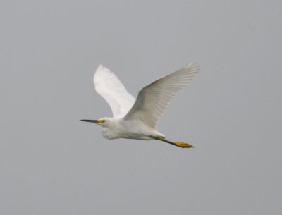 Snowy Egret