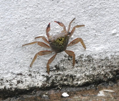 Crab on the dock at Caroni Swamp