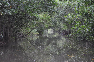 Caroni Swamp
