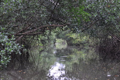 Caroni Swamp