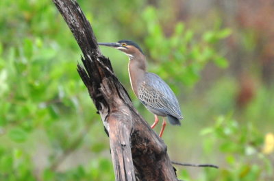 Striated Heron