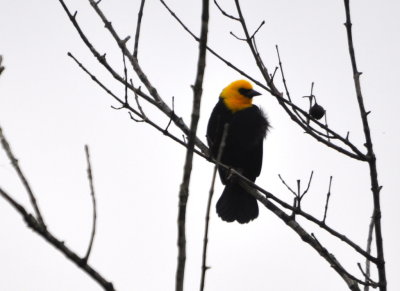 Yellow-hooded Blackbird