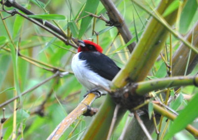 Red-capped Cardinal
