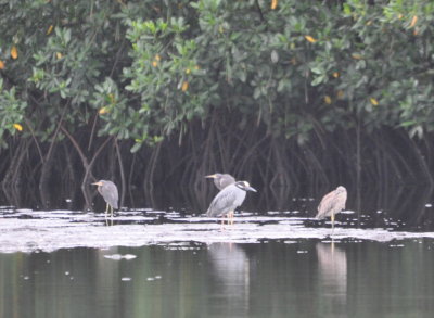 Tri-colored Herons and Yellow-crowned Night-Herons