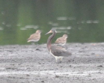 DSC_0064b.JPG