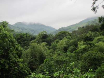 The view from the veranda at Asa Wright Nature Center