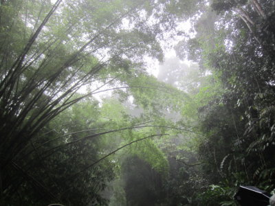 Rainforest in the mist