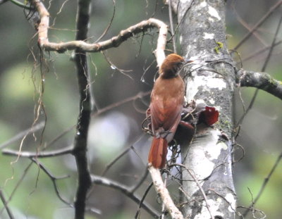 Plain Brown Woodcreeper