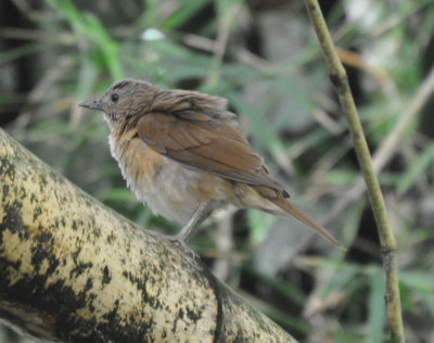 Cocoa Thrush