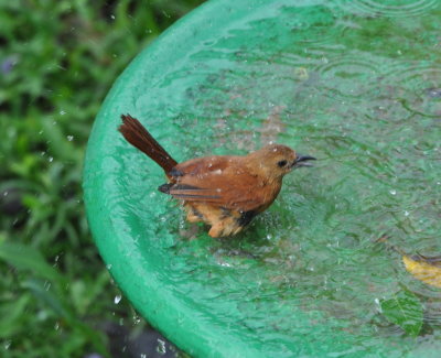 Female White-line Tanager bathing