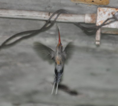 Rufous-breasted Hermit
collecting cobwebs to build a nest