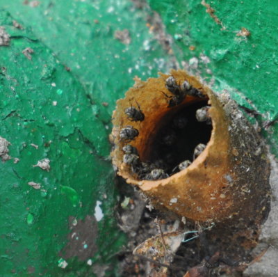 Small wasps inside a pipe coming out of our bungalow