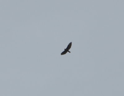 Common Black Hawk