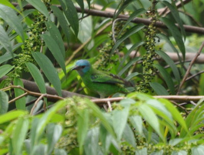 Female Blue Dacnis