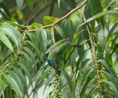 Female Blue Dacnis