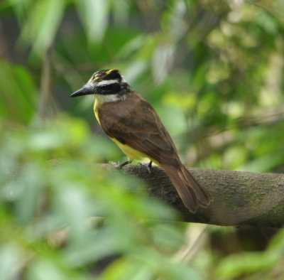 Great Kiskadee