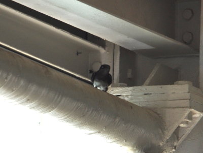 Caribbean Martin under the arrival and departure canopy at Tobago airport