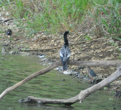 Anhinga, Striated Heron and other bird
at a small pond where we stopped after leaving the airport