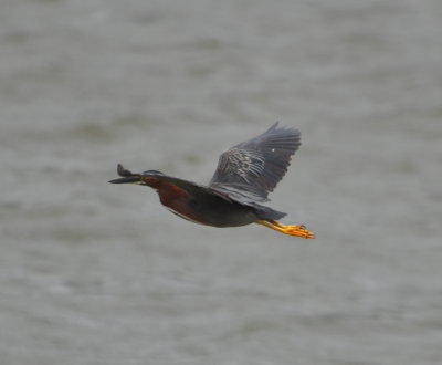 Green Heron