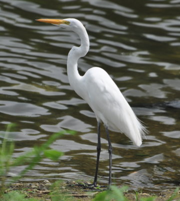 Great Egret