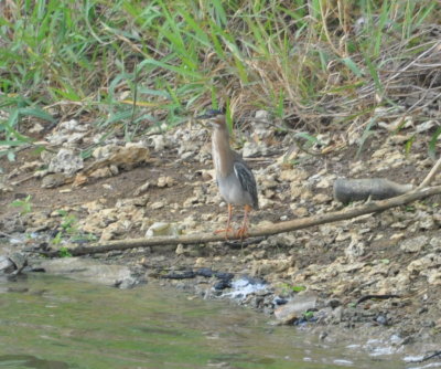Striated or Green Heron