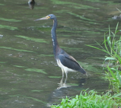 Tri-colored Heron