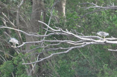 Black-crowned Night-Herons