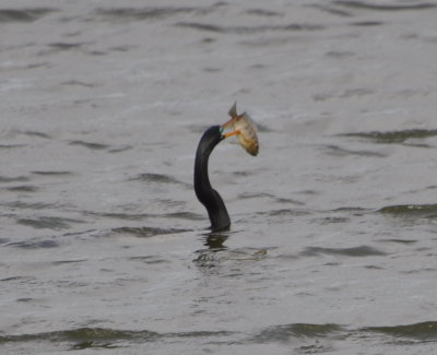 Anhinga with fish