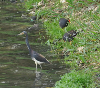 Tri-colored Heron and Common Gallinules