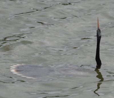 Anhinga with tail splayed under water