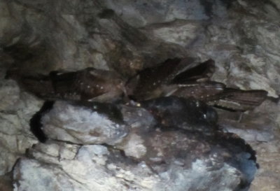 Night-flying, echolocating Oilbirds