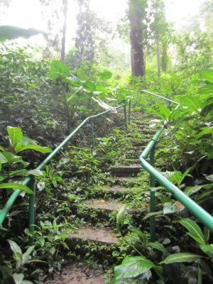 Heading back up the trail from the Oilbird cave