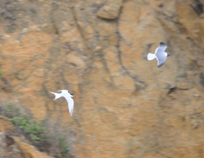 Roseate Tern and Laughing Gull