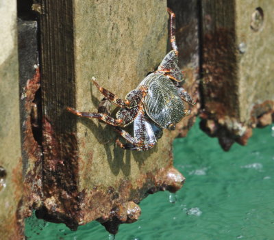 Crab on the pier as we were waiting for boat to Little Tobago