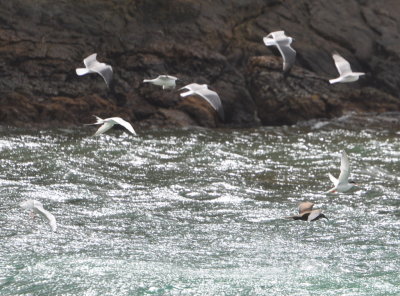 Laughing Gulls, Roseate Terns and a Brown Noddy