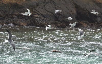 Roseate Terns, Laughing Gulls and Brown Noddy