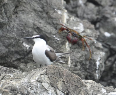 Sooty Tern with crab photo bomber