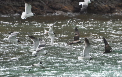 Laughing Gulls, Roseate Terns and Brown Noddy