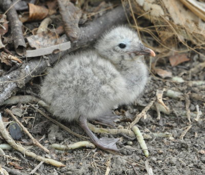 Laughing Gull chick on Little Tobago